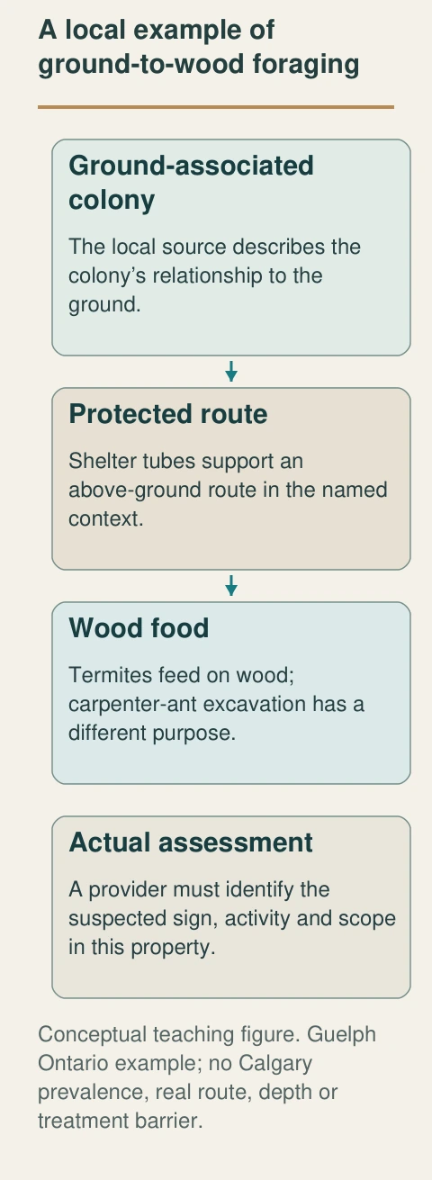 Guelph describes subterranean colonies, protected shelter routes and wood food. This mechanism is separate from current occurrence at an address.