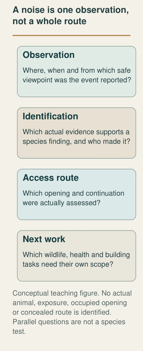 A roof sound starts an observation record. The figure connects its time and location to the separate species, assessed-opening and next-work questions; no arrow substitutes for a professional finding.
